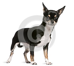 Chihuahua, 7 years old, standing in front of white background