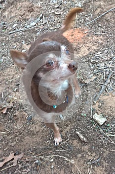 Chihuahua