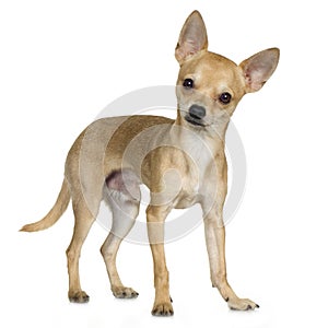 Chihuahua (9 months) photo