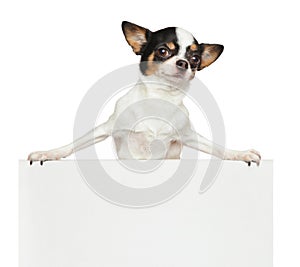 Chihuahua above banner on a white background
