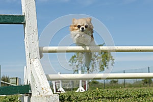 Chihuahua in agility