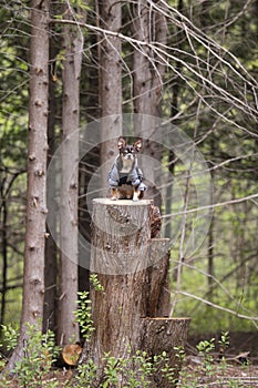 Chihuahua alone in forest