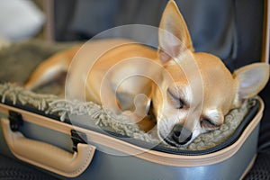 chihuahua asleep in a tiny carryon suitcase with its head on the edge