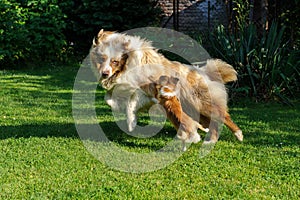 Chihuahua and Australian Shepherd frolic on the garden