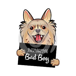 Chihuahua Bad boy. Dog prison. Police mugshot. Chihuahua criminal. Arrest photo. Vector.