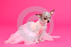 Chihuahua ballerina dog