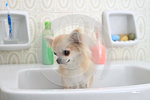 Chihuahua bath in bathroom