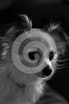 Chihuahua in bianco e nero photo
