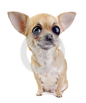 Chihuahua with big eyes portrait