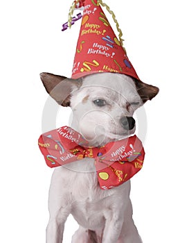 Chihuahua in a birthday hat