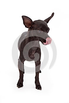 Chihuahua With Black Fur Licking Lips