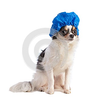 Chihuahua with blue bathing cap