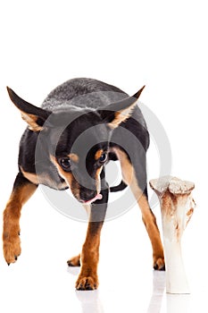 Chihuahua and bone isolated on white background