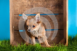 Chihuahua in box isolated on blue background dog domestic animal pet