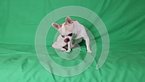 Chihuahua breed dog, on a green background. A boy. Chromakey, green background. The dog is sitting on his ass and