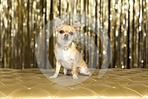 Chihuahua brown dog photo