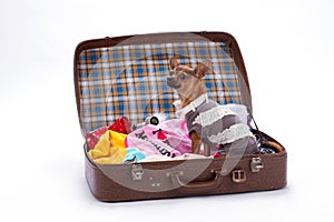 Chihuahua in brown travel suitcase.