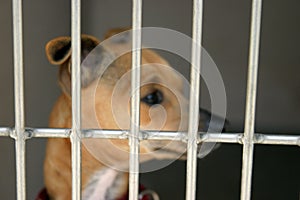 Chihuahua in a cage at the animal shelter