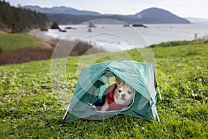 chihuahua camping on the beach