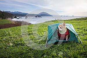 chihuahua camping on the beach