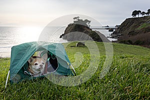 chihuahua camping on the beach