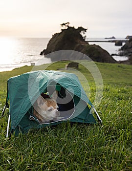 chihuahua camping on the beach