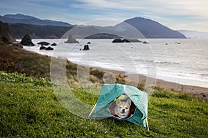 chihuahua camping on the beach