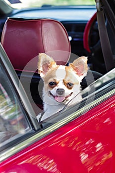 Chihuahua in car