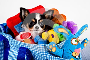 Chihuahua in a carrying bag