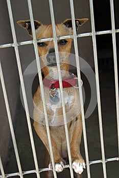 Chihuahua in a chage at the animal shelter waiting to be adopted