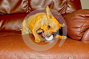 Chihuahua chewing on a Golfball