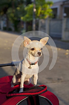 Chihuahua or chiwawa dog photo