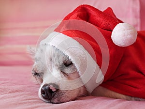 Chihuahua with Christmas dress 6