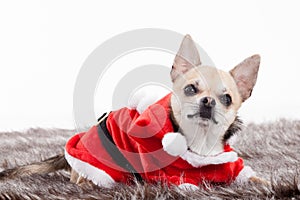 Chihuahua in christmas outfit