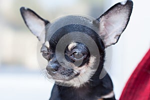 Chihuahua companion dog. Chihuahua puppy on a white background.