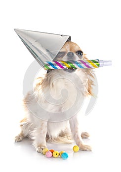 Chihuahua and cotillon