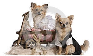 Chihuahua couple, 2 years old, dressed up