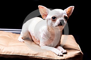 Chihuahua cream dog lying on a beige pillow looks warily to the side against a black background. Horizontal orientation.