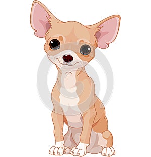 Chihuahua