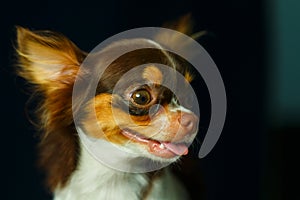 Chihuahua, cute, dog,focus on eye.