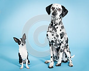 Chihuahua and Dalmatian