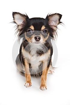 Chihuahua dog