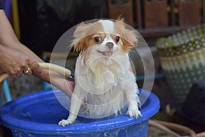 Chihuahua dog