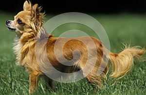 CHIHUAHUA DOG, ADULT STANDING ON GRASS