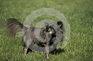 Chihuahua Dog, Adult standing on Grass