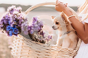 chihuahua dog in a basket of flowers in the hands of a girl in a field