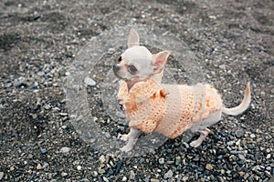 Chihuahua dog on the beach wearing flowers shirt.