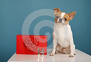 Chihuahua dog with big red present box and numbers 14 over blue background. Valentine`s Day. birthday concept