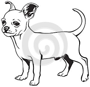 Chihuahua dog breed