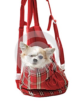 Chihuahua dog in bright bag for pet carrier